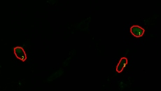G CaMP 钙成像测试